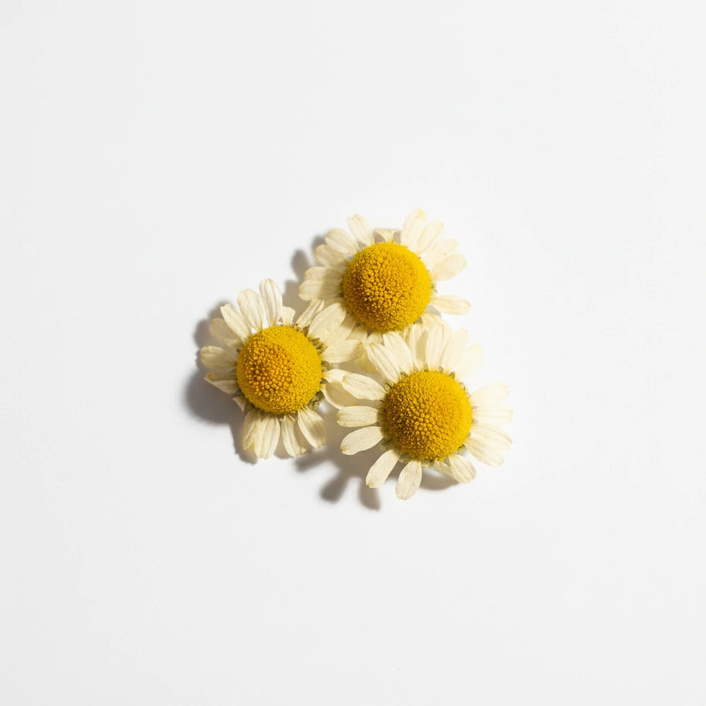 Chamomile Extract (Matricaria Chamomilla)